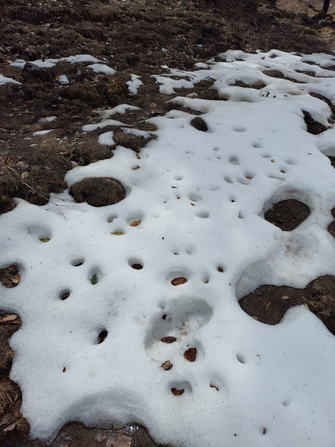 Melting snow holes due to leaves
